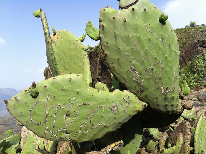 Mountain Cactus, mountain, carved, vandalized, lonely, cactus, ethiopia, HD wallpaper