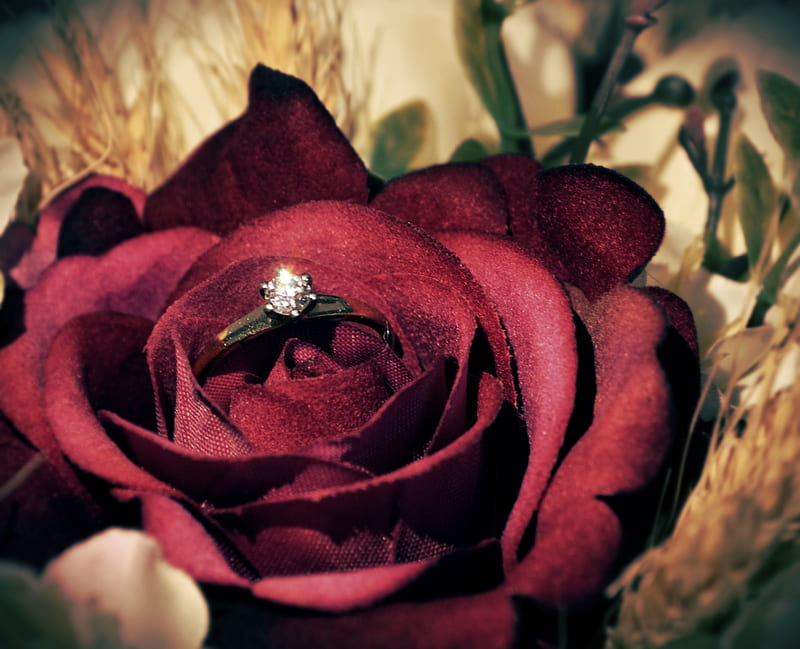 engagement, burgundy rose, engagement ring, love, diamond ring, flower, diamond, HD wallpaper