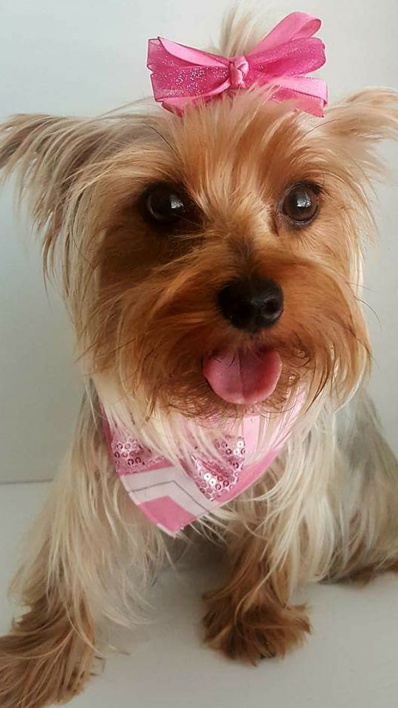 Meet tilly, animal, dog, pet, puppies, yorkie, HD phone wallpaper