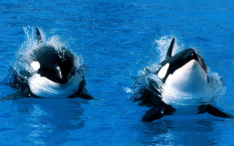 Treading Water Killer Whale-Animal graphy, HD wallpaper
