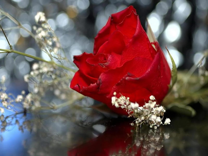 ~Wedding Red Rose~, flower, red, nature, rose, HD wallpaper | Peakpx