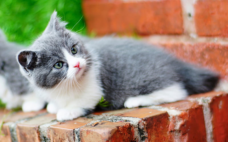 Ragdoll, gray white cat, domestic cat, fluffy cats, cute animals, HD wallpaper