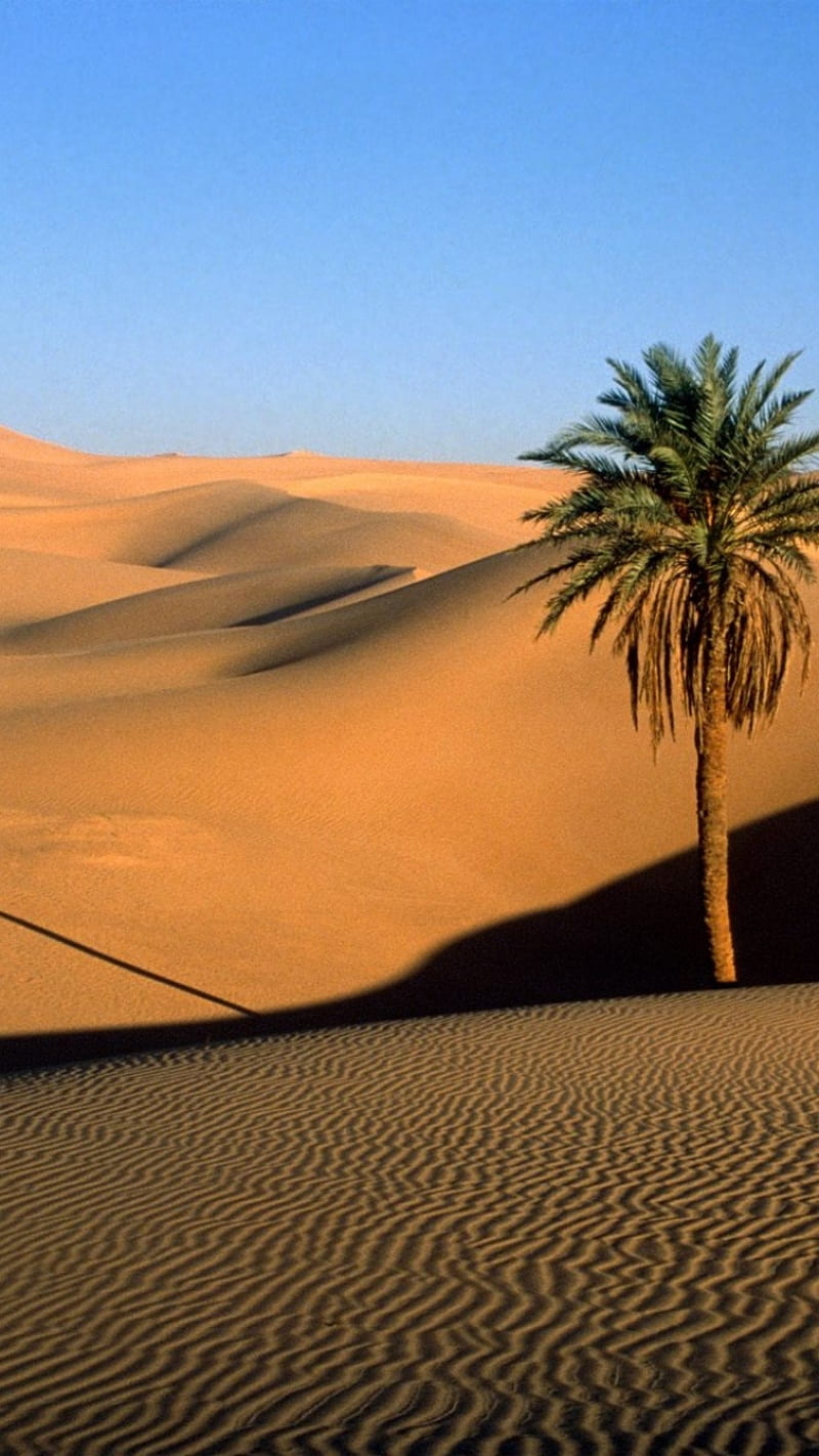 desert, dunes, palm tree, sands, HD phone wallpaper
