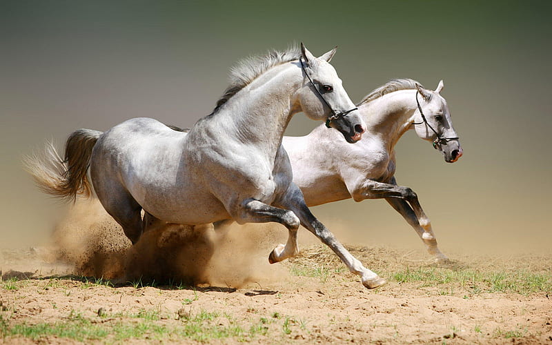 Galloping horses-Animal graphy, HD wallpaper