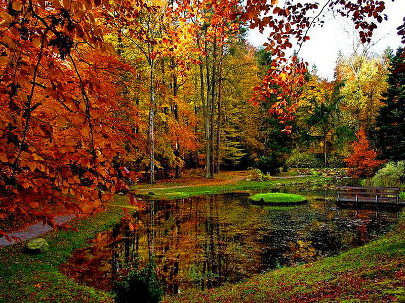 Autumn beauty, forest, fall, colors, pond, leaves, water, beauty, nature, season, reflection, HD wallpaper