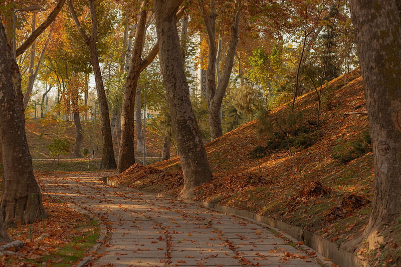 Tashkent, Park, Autumn, Morning background, HD wallpaper