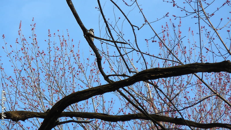 Downy Woodpecker on a Tree Branch, b1ue sky, twigs, woodpeckers, downy, woodpecker, branches, HD wallpaper