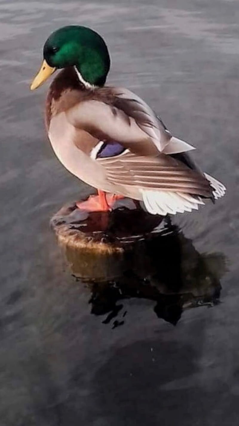 Duck, lake, HD phone wallpaper