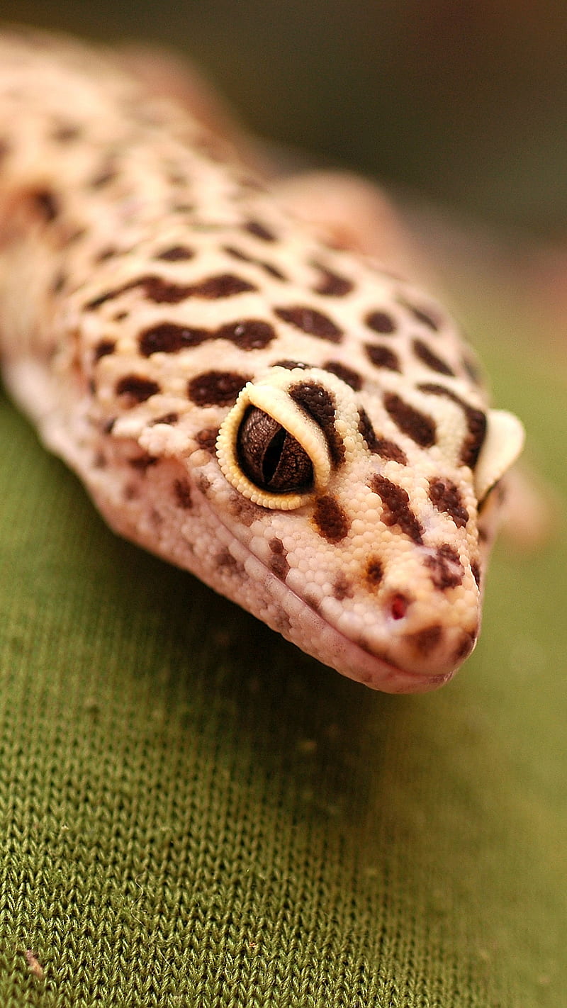Gecko, cute, little, HD phone wallpaper