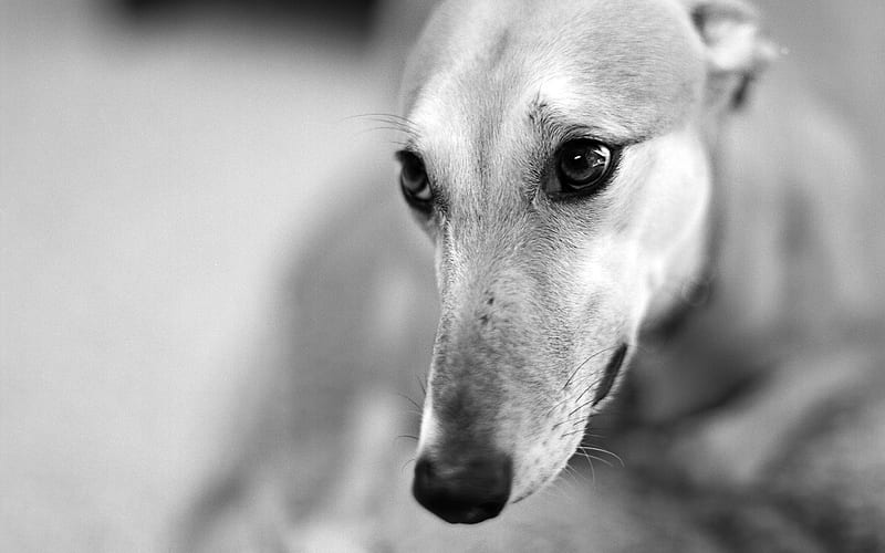 melancholy Greyhound GretaGarbo, HD wallpaper