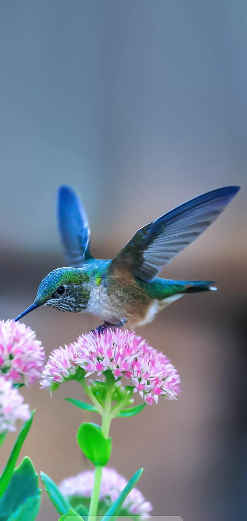 Beautiful bird, birds, flying, nature, HD phone wallpaper
