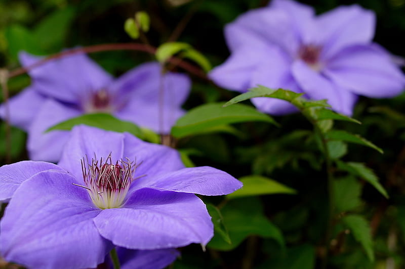 CLEMATIS, flower, purple, green, plant, HD wallpaper