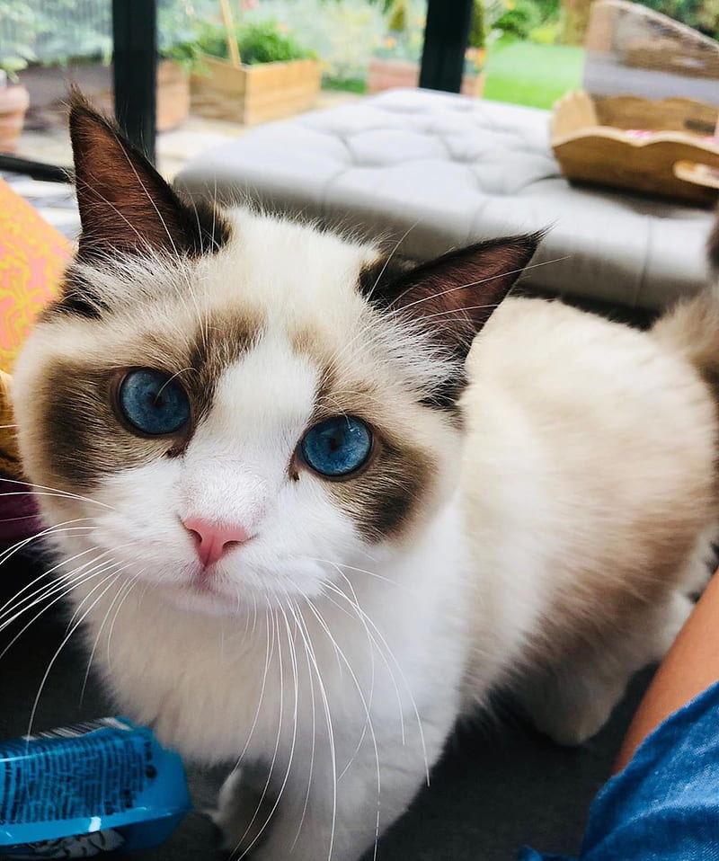 Benjamin Button, blue eyes, cats, taylor swift, HD phone wallpaper
