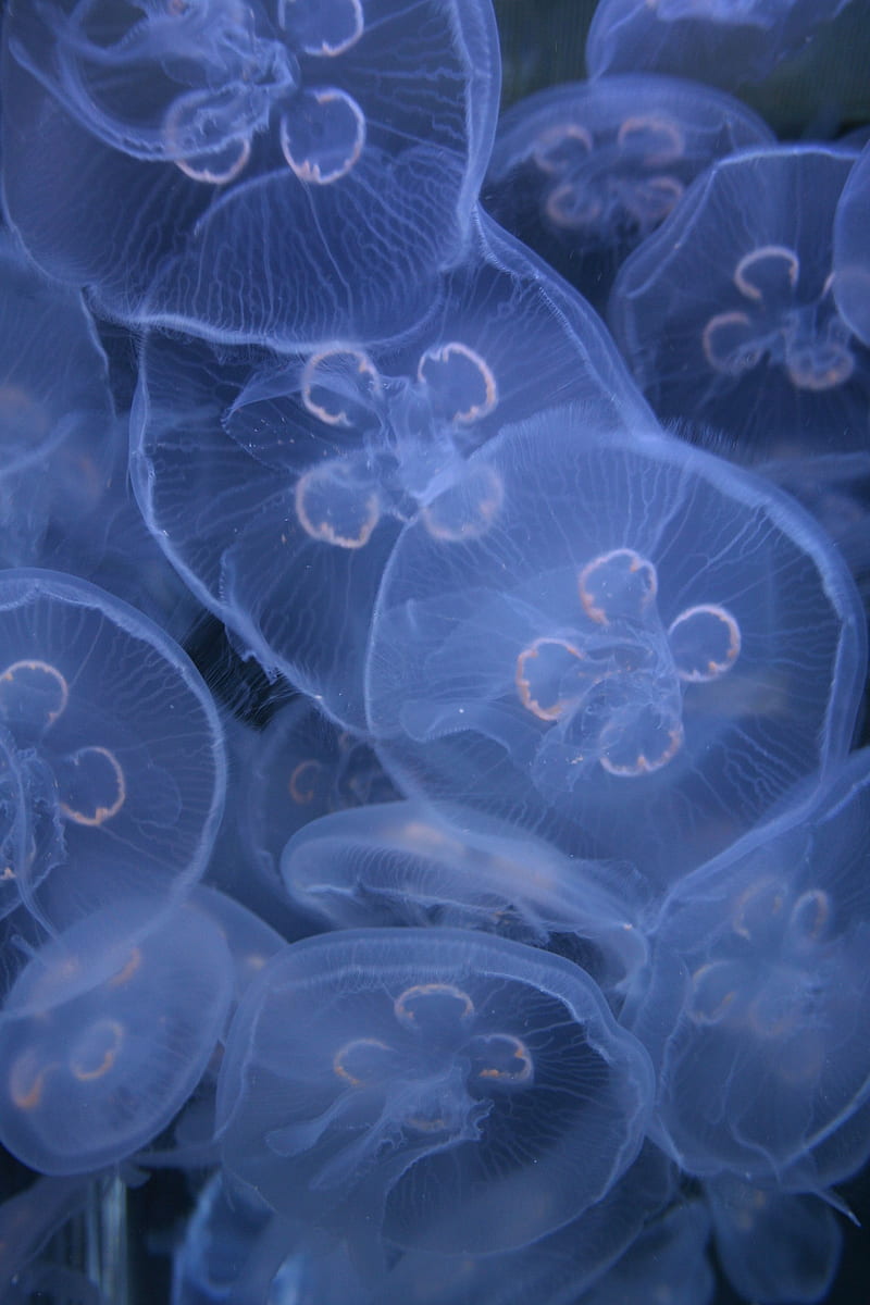 White jellyfish lot, HD phone wallpaper | Peakpx