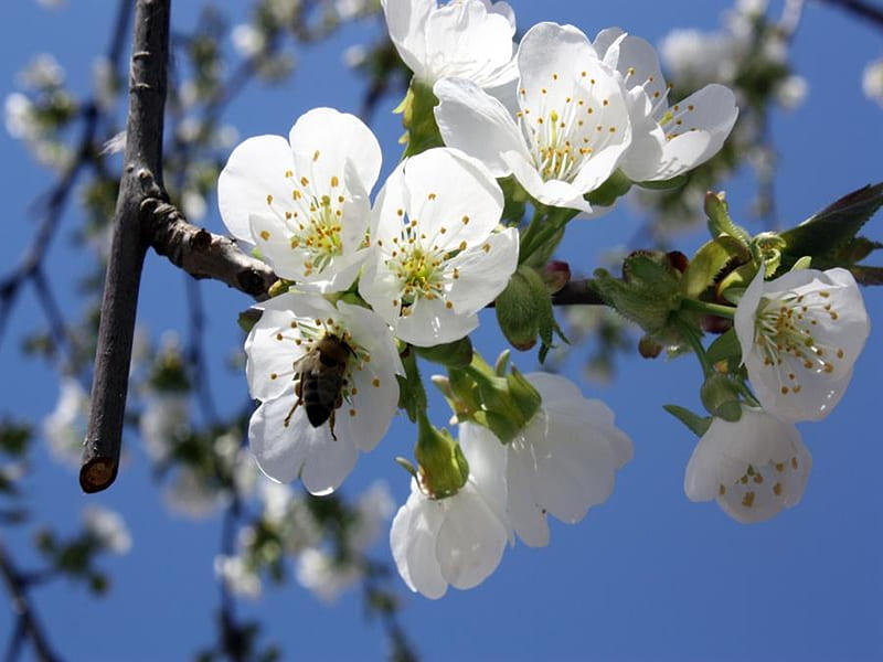 Flor de árbol, naturaleza, árboles, Fondo de pantalla HD | Peakpx