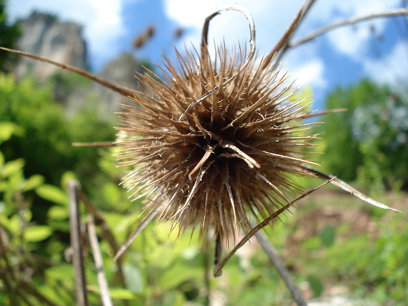 right at the center, nature, burdock, barbed, HD wallpaper