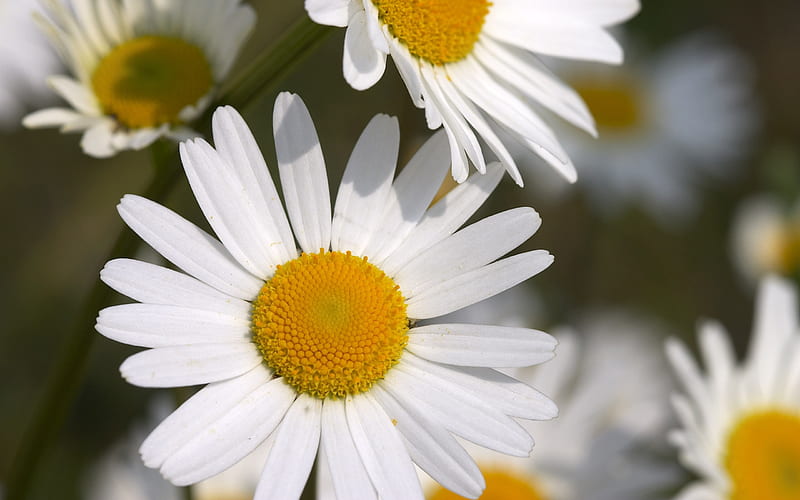 White daisies flowers petals-macro, HD wallpaper