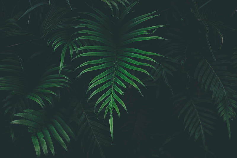 Green Green Fade, natural, nature, new, palm, tree, HD wallpaper