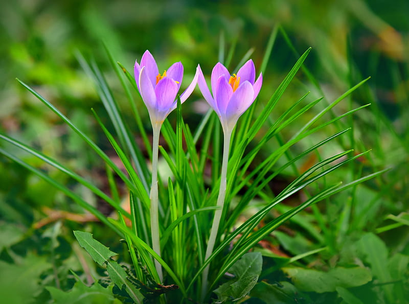 Spring Flowers Purple Crocus Ultra, Seasons, Spring, Nature, Flowers, Crocus, Blooming, Woodland, Bloom, Violet, Crocuses, flora, meadows, croci, twoflowers, HD wallpaper