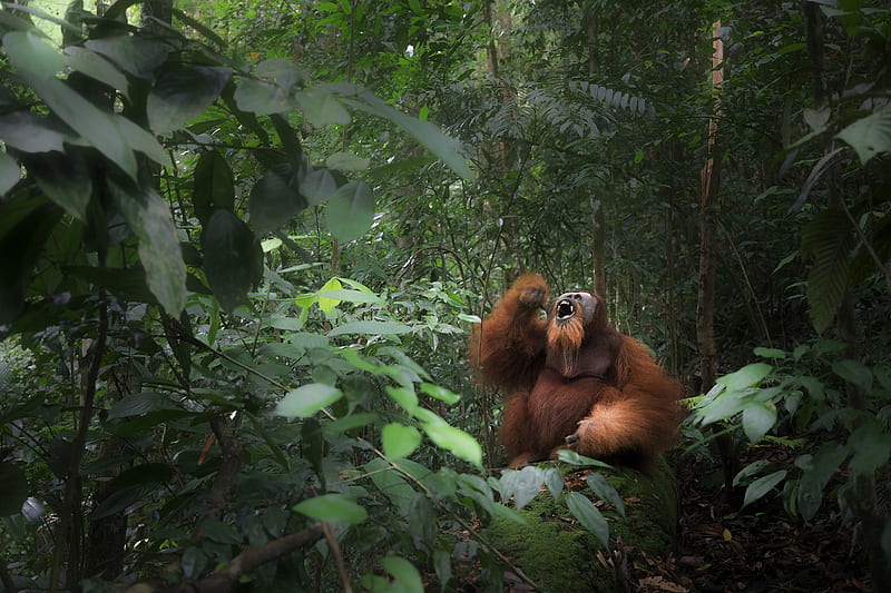 Monkeys, Orangutan, Foliage, Forest, Jungle, Monkey, HD wallpaper