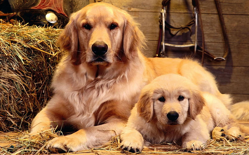 Cute dogs, cute, pet, two, loyal, puppy, dog, animal, HD wallpaper