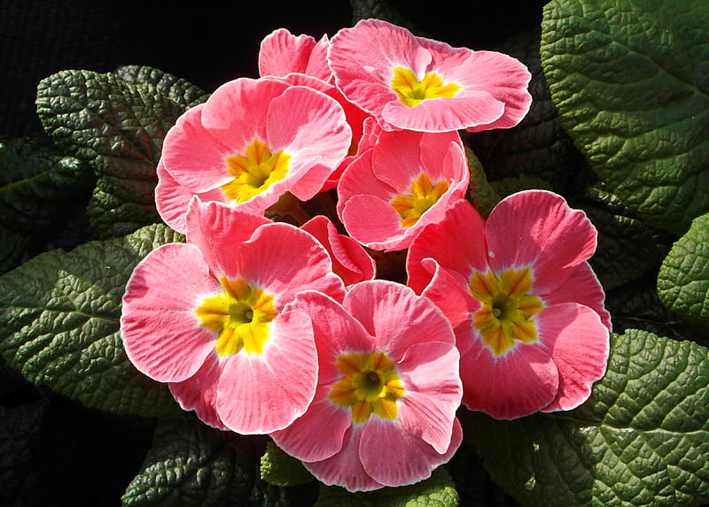 Sweet primula (Primrose), pretty, graphy, large, flowers, primula, spring, nature, pink, HD wallpaper