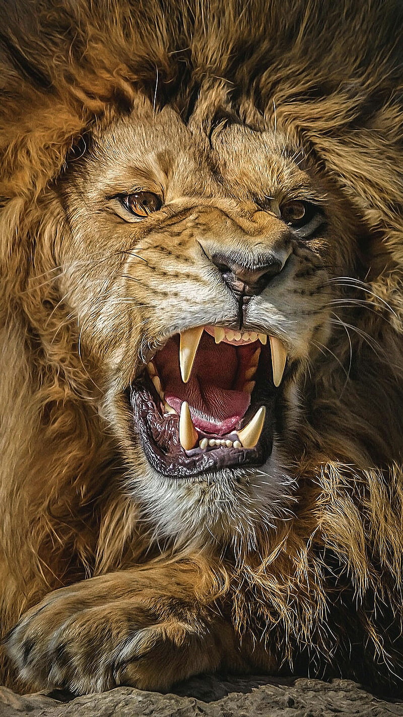 Art, angry, animal, king, lion, HD phone wallpaper