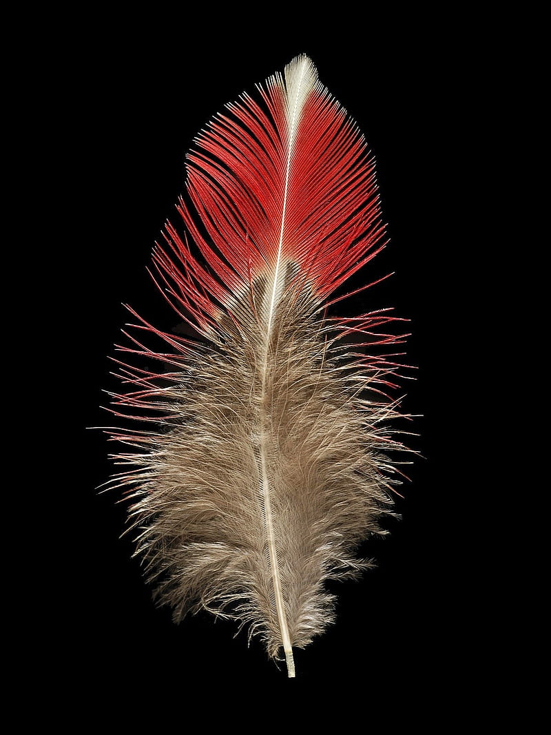 Feathers, note, feather, black, red, background, plumes, HD phone wallpaper
