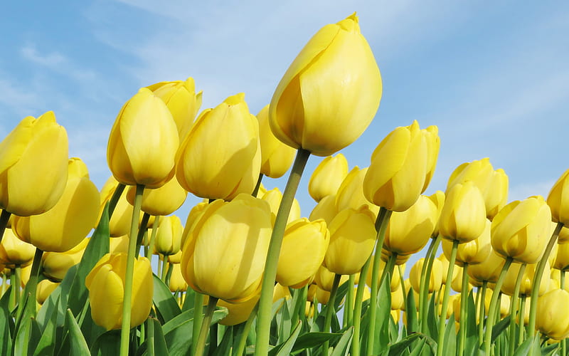 yellow tulips, yellow flowers, field of tulips, spring, Netherlands, tulips, HD wallpaper