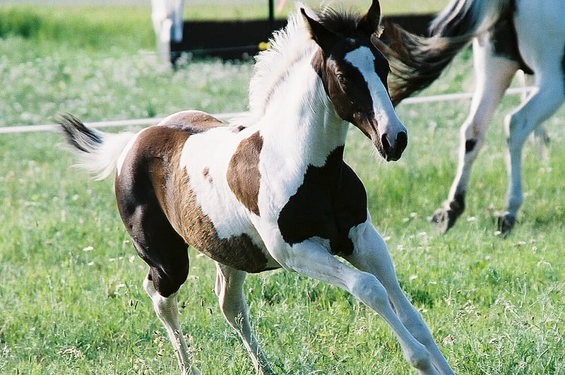 American Horse, baby pinto, colts, foals, paint horses, pinto, baby horses, animals, horses, HD wallpaper