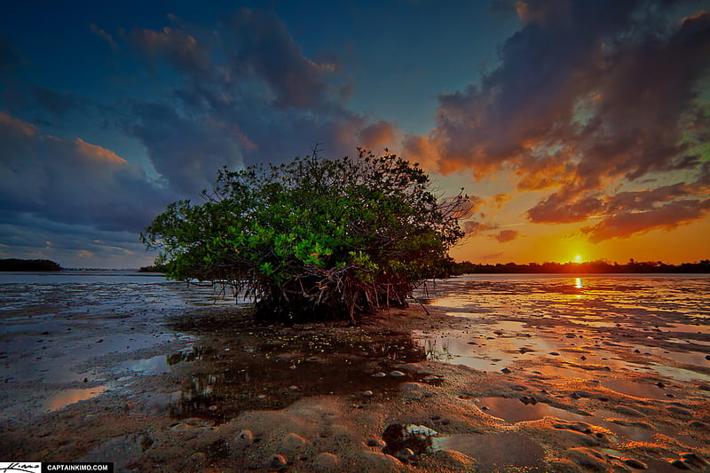Sunset Behind the Mangrove, sand, mangrove, river, sunset, trees, clouds, sky, HD wallpaper