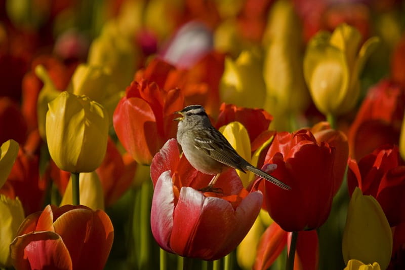 * Tulips and bird *, bird, flower, flowers, nature, tulips, HD ...