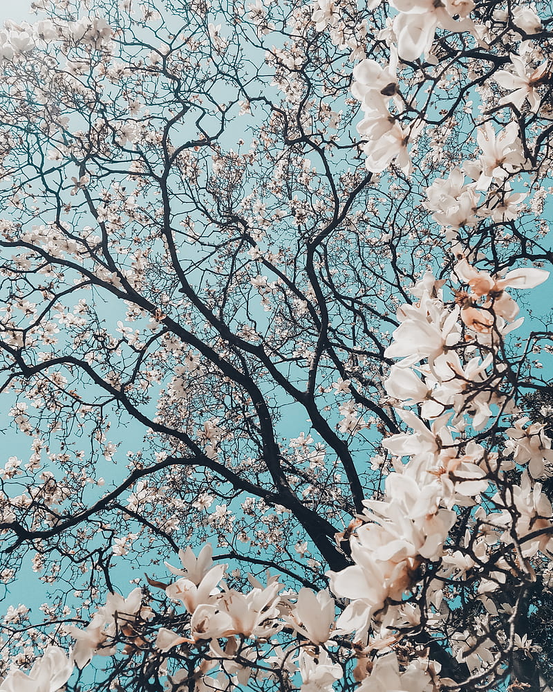 sakura tree in bloom, HD phone wallpaper