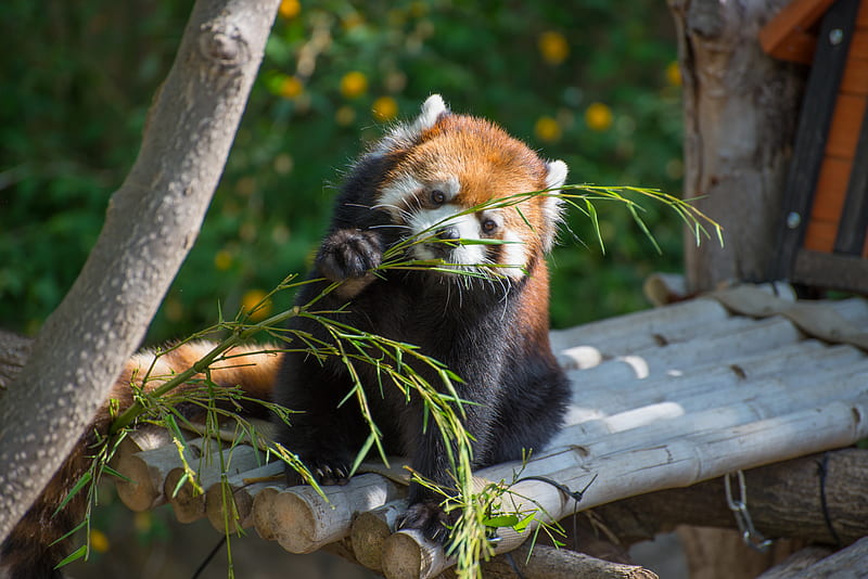 red panda, cute, branch, bamboo, HD wallpaper