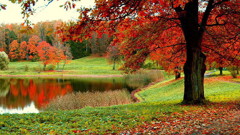 Beautiful Scenery Fall Colorful Autumn Trees And Green Grass Field ...