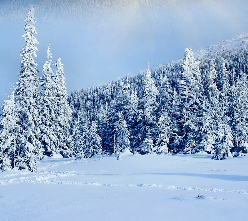 Winter Forest, fir, snow, tree, HD wallpaper | Peakpx