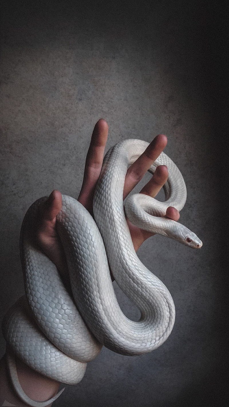 Snake, danger, large snake, white snake, HD phone wallpaper | Peakpx