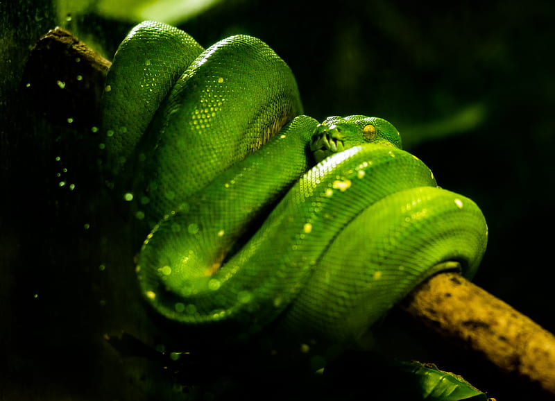 snake, green, reptile, HD wallpaper