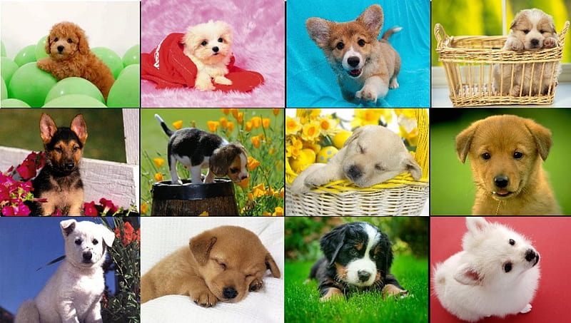Dog Collage, cute dogs, puppies, nature, pets, animals, dogs, HD wallpaper
