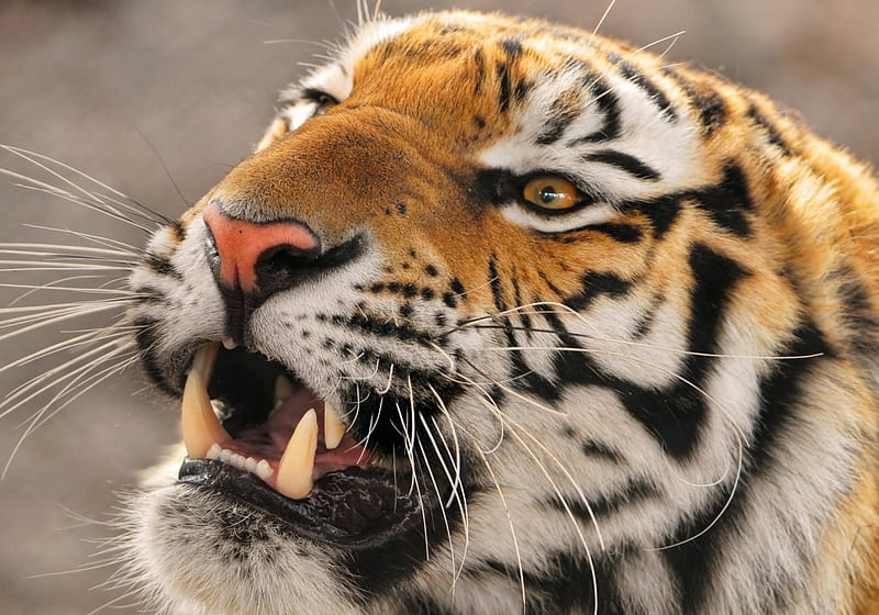 Pretty angry tiger, big cat, tiger, portrait, wild life, angry, HD wallpaper