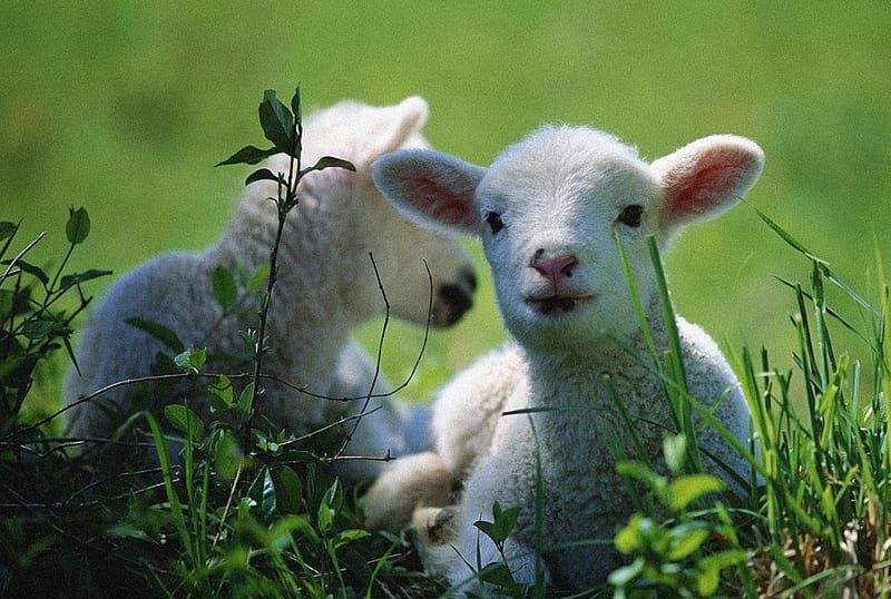 Little Sheeps, cute, sheep, little, animals, HD wallpaper