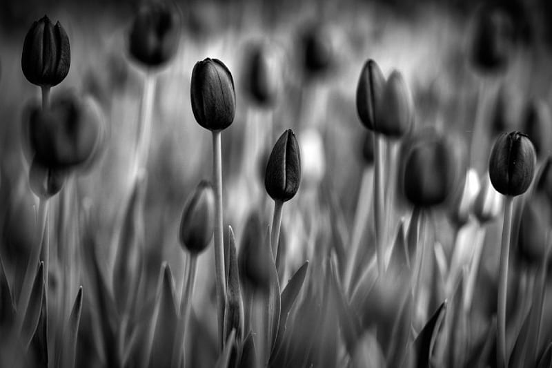 Tulips flowers, field, black and white, HD wallpaper