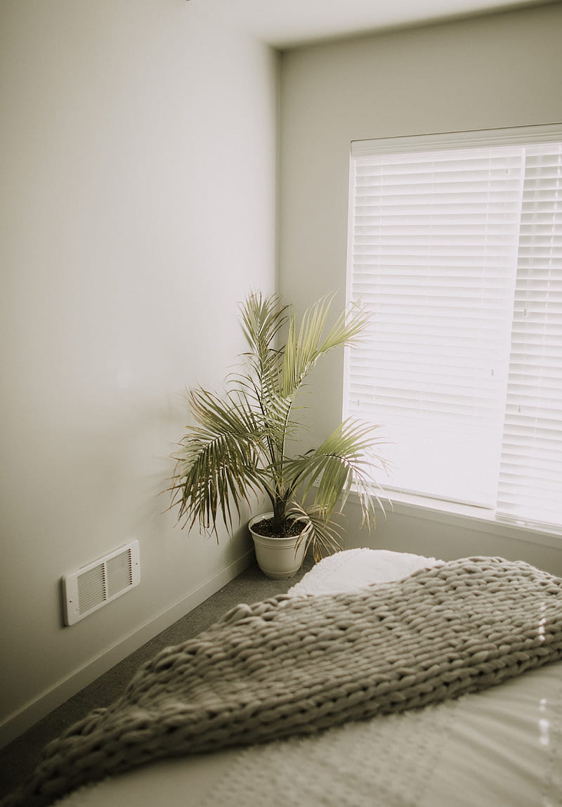 room, plant, interior, minimalism, HD phone wallpaper