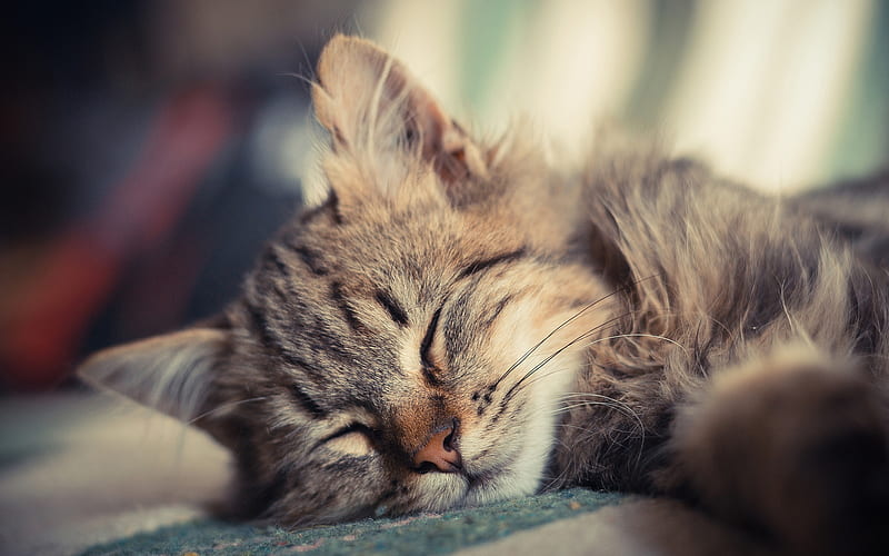American Bobtail, sleeping kitten, close-up, pets, kitten, domestic cat, cute animals, cats, American Bobtail Cat, HD wallpaper