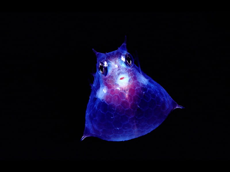Deep Sea Creature, cool, deep sea creature, HD wallpaper