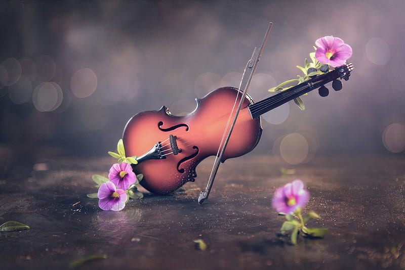 Music, Violin, Flower, Instrument, HD wallpaper