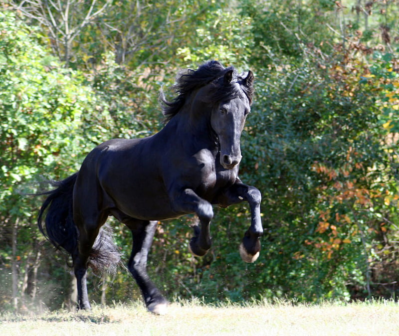 Mighty Friesian, friesian stallion, friesland, friesian, animals, horses, netherland, HD wallpaper