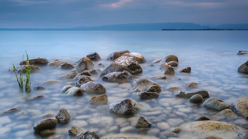 beautiful stony sea shore, sapling, shore, stones, sea, HD wallpaper