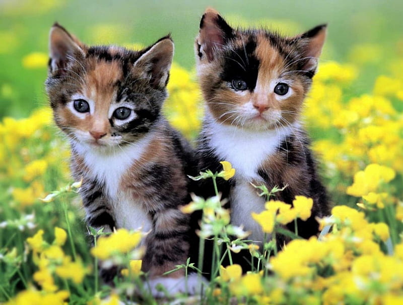 two of a kind, kittens, two, cats, sweet, HD wallpaper