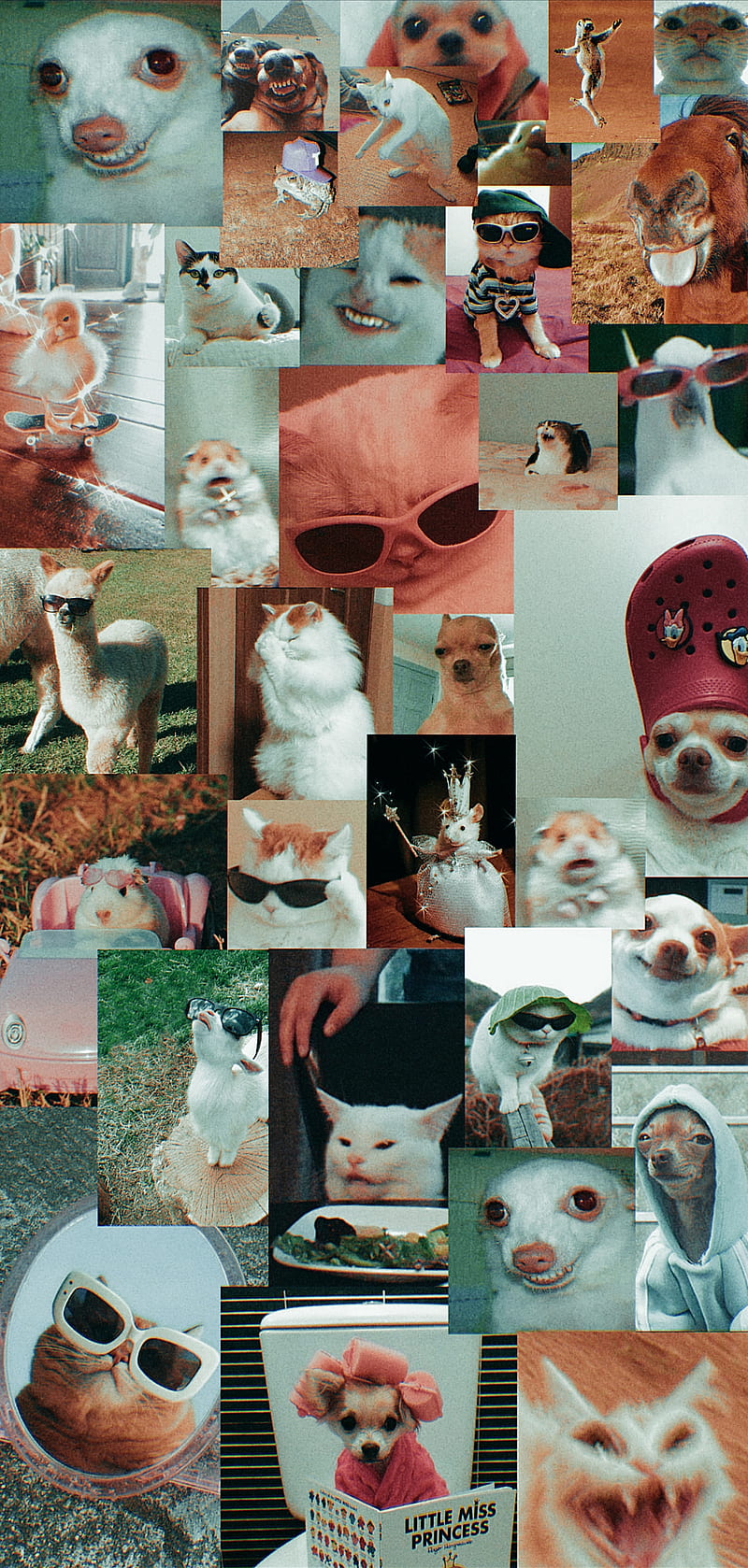 Animales graciosos, collage, memes, Fondo de pantalla de teléfono HD |  Peakpx